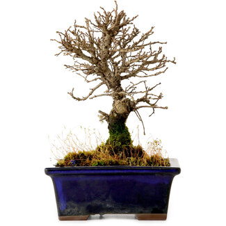 Ulmus parvifolia Nire, 15 cm, ± 10 jaar oud