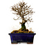 Ulmus parvifolia Nire, 15 cm, ± 10 years old