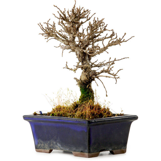 Ulmus parvifolia Nire, 15 cm, ± 10 Jahre alt