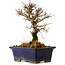 Ulmus parvifolia Nire, 15 cm, ± 10 Jahre alt