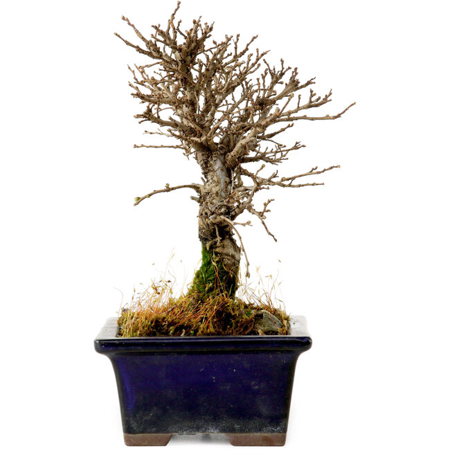 Ulmus parvifolia Nire, 15 cm, ± 10 years old