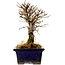 Ulmus parvifolia Nire, 15 cm, ± 10 Jahre alt