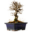 Ulmus parvifolia Nire, 15 cm, ± 10 years old