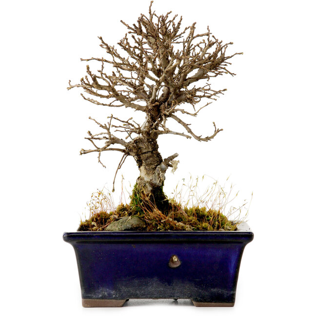 Ulmus parvifolia Nire, 15 cm, ± 10 anni