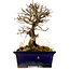 Ulmus parvifolia Nire, 15 cm, ± 10 Jahre alt