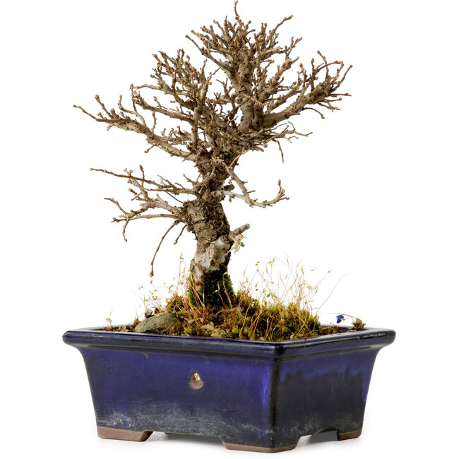 Ulmus parvifolia Nire, 15 cm, ± 10 jaar oud