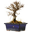 Ulmus parvifolia Nire, 15 cm, ± 10 Jahre alt
