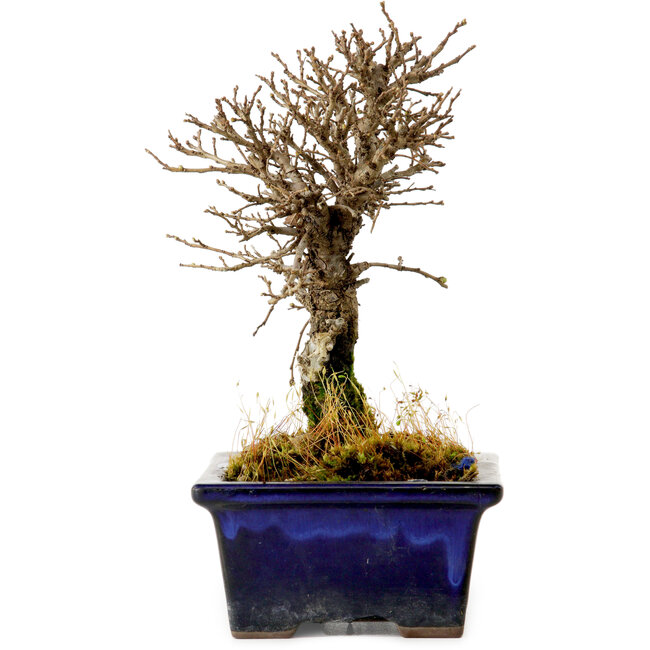 Ulmus parvifolia Nire, 15 cm, ± 10 Jahre alt