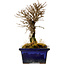 Ulmus parvifolia Nire, 15 cm, ± 10 Jahre alt