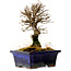 Ulmus parvifolia Nire, 15 cm, ± 10 Jahre alt