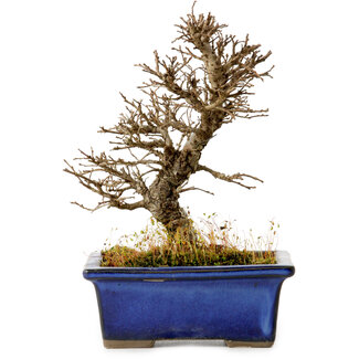 Ulmus parvifolia Nire, 16 cm, ± 10 Jahre alt