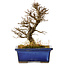 Ulmus parvifolia Nire, 16 cm, ± 10 ans