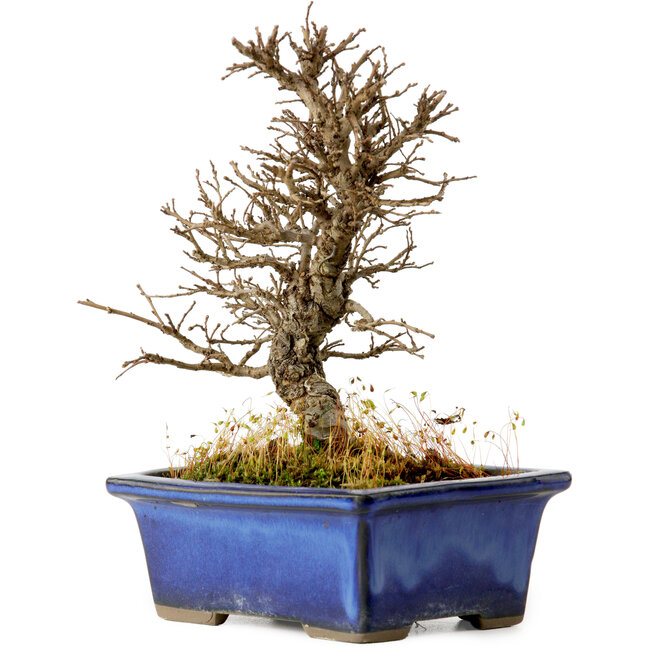 Ulmus parvifolia Nire, 16 cm, ± 10 Jahre alt