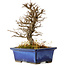 Ulmus parvifolia Nire, 16 cm, ± 10 ans