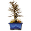 Ulmus parvifolia Nire, 16 cm, ± 10 years old