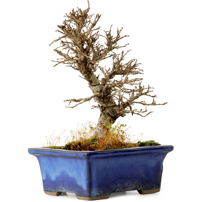 Ulmus parvifolia Nire, 16 cm, ± 10 Jahre alt