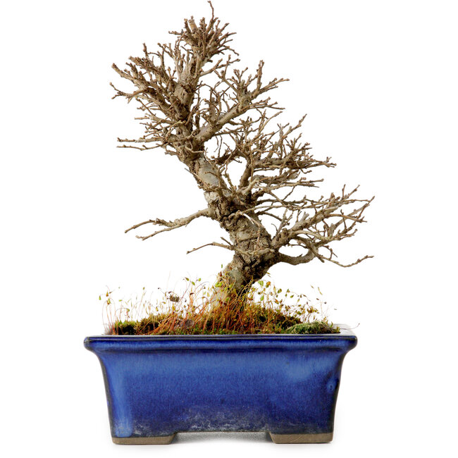 Ulmus parvifolia Nire, 16 cm, ± 10 Jahre alt