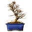 Ulmus parvifolia Nire, 16 cm, ± 10 Jahre alt