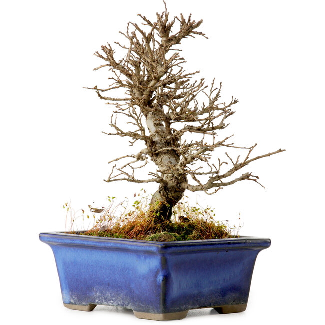 Ulmus parvifolia Nire, 16 cm, ± 10 Jahre alt