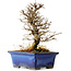 Ulmus parvifolia Nire, 16 cm, ± 10 Jahre alt