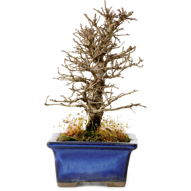 Ulmus parvifolia Nire, 16 cm, ± 10 Jahre alt