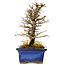 Ulmus parvifolia Nire, 16 cm, ± 10 ans