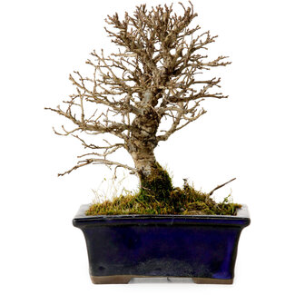 Ulmus parvifolia Nire, 15 cm, ± 10 ans
