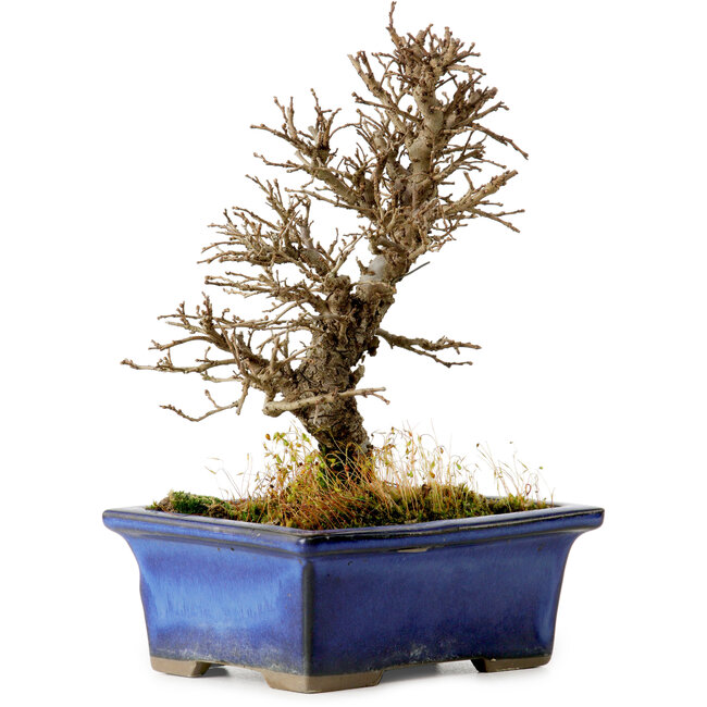 Ulmus parvifolia Nire, 16 cm, ± 10 Jahre alt