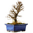 Ulmus parvifolia Nire, 16 cm, ± 10 Jahre alt