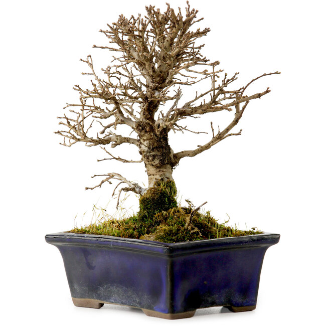 Ulmus parvifolia Nire, 15 cm, ± 10 años