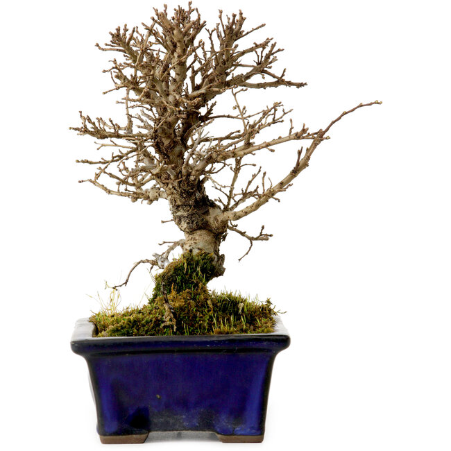 Ulmus parvifolia Nire, 15 cm, ± 10 años