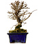 Ulmus parvifolia Nire, 15 cm, ± 10 Jahre alt