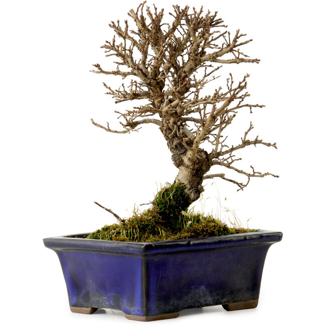 Ulmus parvifolia Nire, 15 cm, ± 10 Jahre alt