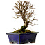 Ulmus parvifolia Nire, 15 cm, ± 10 years old