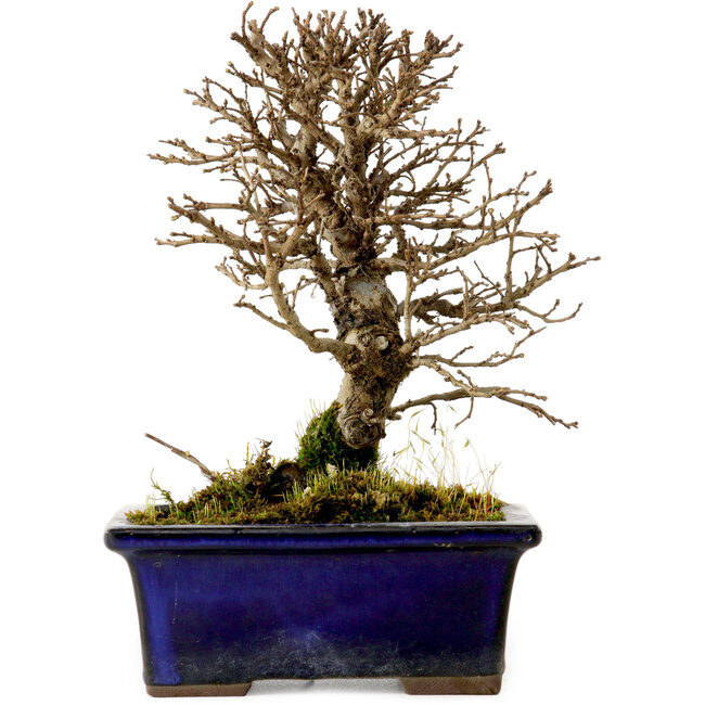 Ulmus parvifolia Nire, 15 cm, ± 10 Jahre alt
