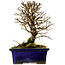 Ulmus parvifolia Nire, 15 cm, ± 10 ans