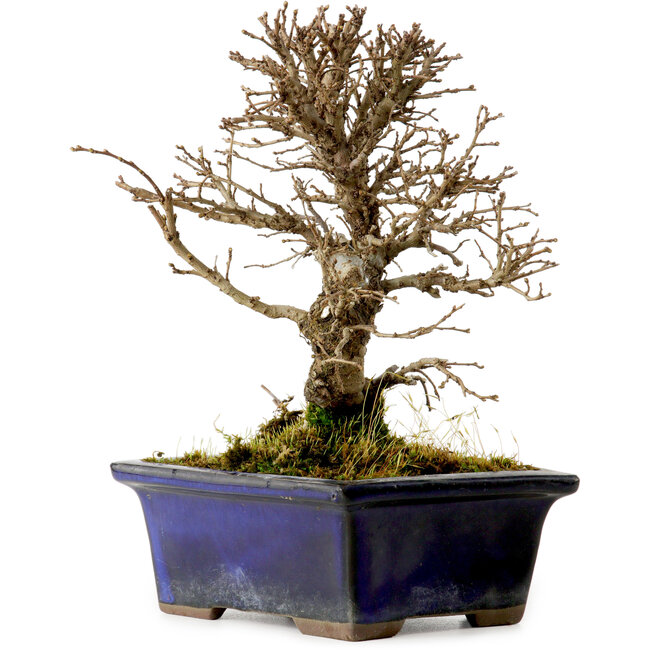 Ulmus parvifolia Nire, 15 cm, ± 10 Jahre alt
