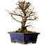 Ulmus parvifolia Nire, 15 cm, ± 10 Jahre alt
