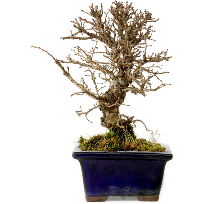 Ulmus parvifolia Nire, 15 cm, ± 10 Jahre alt