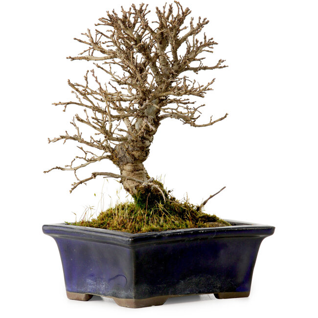 Ulmus parvifolia Nire, 15 cm, ± 10 jaar oud