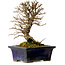 Ulmus parvifolia Nire, 15 cm, ± 10 Jahre alt