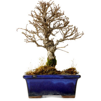 Ulmus parvifolia Nire, 17 cm, ± 10 Jahre alt