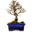 Ulmus parvifolia Nire, 17 cm, ± 10 Jahre alt