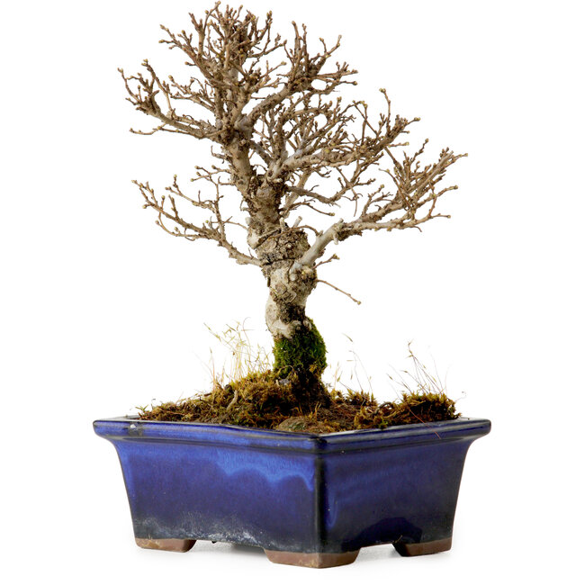 Ulmus parvifolia Nire, 17 cm, ± 10 Jahre alt