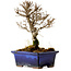 Ulmus parvifolia Nire, 17 cm, ± 10 Jahre alt