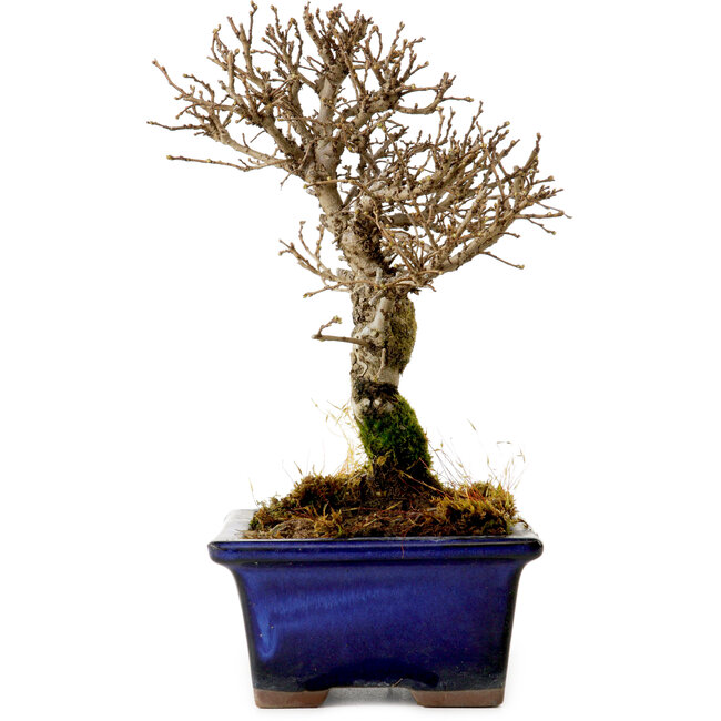 Ulmus parvifolia Nire, 17 cm, ± 10 years old