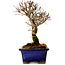 Ulmus parvifolia Nire, 17 cm, ± 10 ans