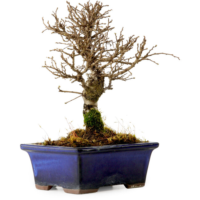 Ulmus parvifolia Nire, 17 cm, ± 10 jaar oud