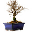 Ulmus parvifolia Nire, 17 cm, ± 10 ans