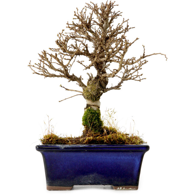 Ulmus parvifolia Nire, 17 cm, ± 10 Jahre alt